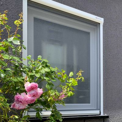 Fliegengitter hinter rosa Rosen und Blättern.